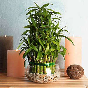 PottedPlants